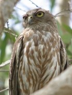 Mulga Sanctuary and Wild Life Park Pic 1 - Barking Owl