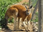 Mulga Sanctuary and Wild Life Park Pic 5 - Big Red