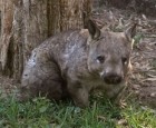 Mulga Sanctuary and Wild Life Park Pic 3 - Hairy Nose Wombat