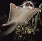 Mulga Sanctuary and Wild Life Park Pic 2 - Suger Glider