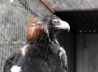 Mulga Sanctuary and Wild Life Park Pic 4 - Wedge Tail Eagle