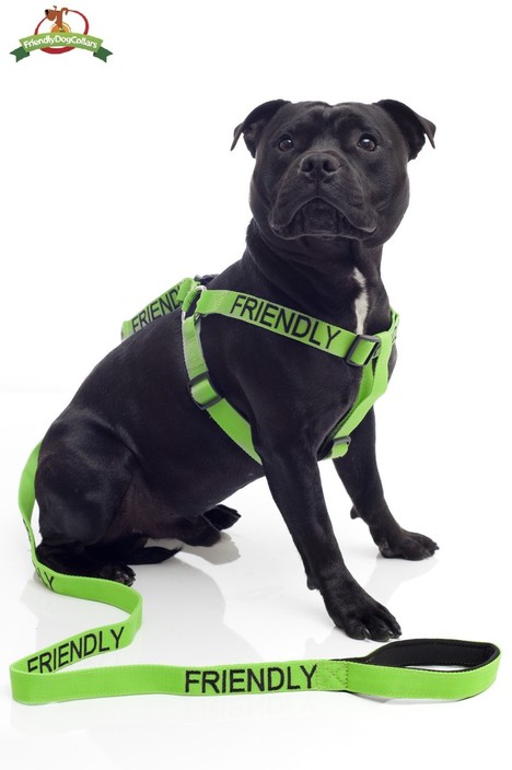 The Canny Canine Pic 1 - FRIENDLY Harness Lead Combo