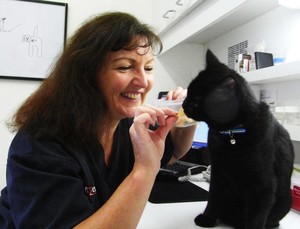 Katoomba Veterinary Clinic Pic 4 - Jake our clinic cat