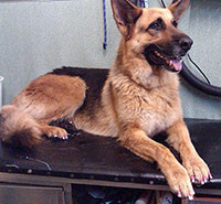 Beenleigh Pet Motel Pic 5 - Grooming for all breeds of dogs French nails colour deshedding and clipping