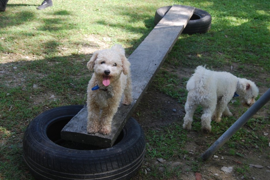 Beenleigh Pet Motel Pic 1 - Playtime at Beenleigh Pet Motel