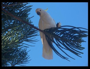 Coledale Beach Camping Reserve Pic 3 - They always have Beautiful Cockatoos in this area