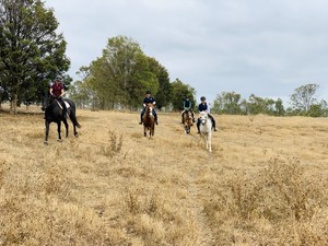 Sydney Horse Pic 2 - Quietly down the hill