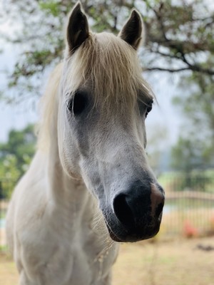 Sydney Horse Pic 3 - Louie