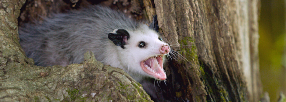 OZ Possum Removal Canberra Pic 1