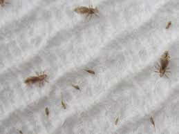 ITCH NO MORE - Specialized Head Lice Treatment Service Pic 5