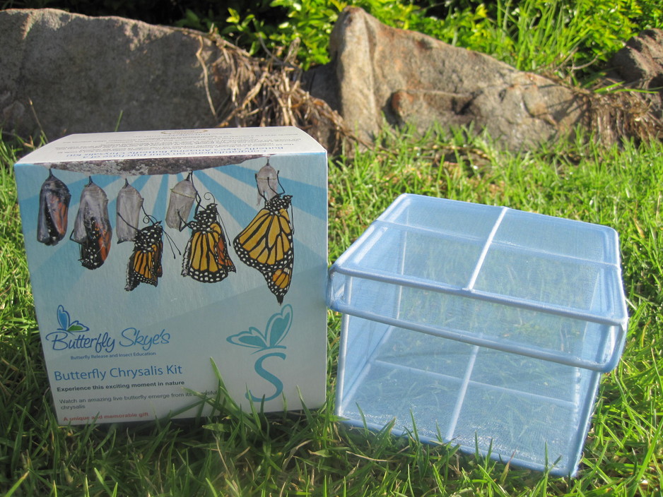 BugShop Pic 2 - Butterfly Chrysalis Kit