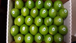 Springcreek Gold Tahitian Limes Pic 4