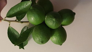 Springcreek Gold Tahitian Limes Pic 3