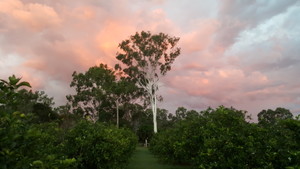 Springcreek Gold Tahitian Limes Pic 2