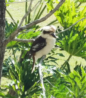 Pollys Country Kitchen Pic 3 - Watch out for the naughty kookaburras that might just pinch your food