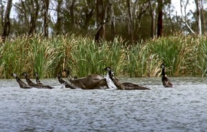 Canoe the Riverland Pic 5 - Home of the swimming emus