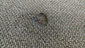 Invisible Carpet Repair Perth Pic 2