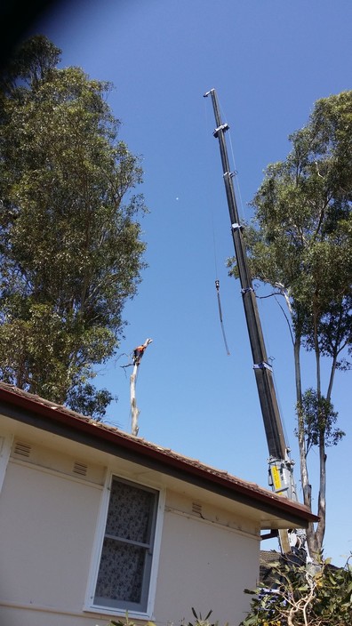 A1 Arborist Tree Service Pic 1 - Crane work