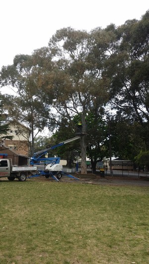 A1 Arborist Tree Service Pic 4 - Trimming