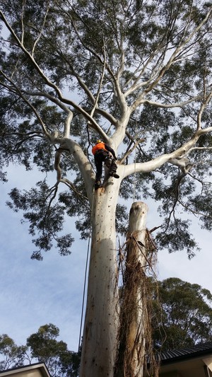 A1 Arborist Tree Service Pic 5 - Big trees removals