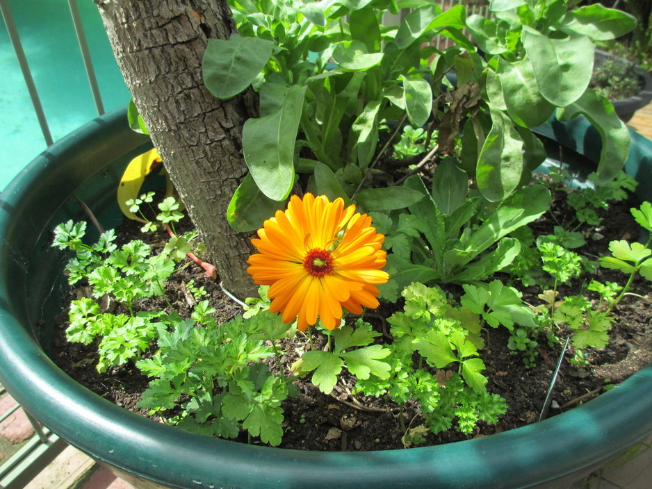 Southern Centre of Natural Healing Pic 1 - Calendula flower and parsley for salads