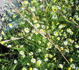 Southern Centre of Natural Healing Pic 2 - Chamomile flowers to help sleep and digestion