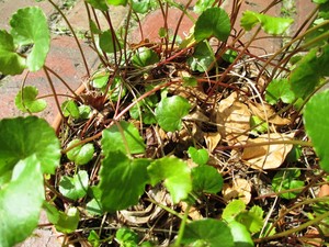 Southern Centre of Natural Healing Pic 3 - Gotu kola or Centella asiatica is used as an adrenal tonic for skin conditions