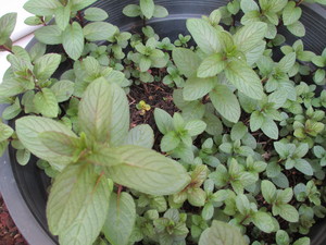 Southern Centre of Natural Healing Pic 5 - Peppermint for colds fever nausea memory