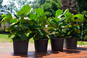 Greenery - The Garden Nursery Pic 5 - Lovely Lyrata aka Funky Fiddle Leaf Figs