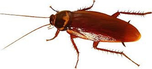 Foremost Pest Control Pic 5 - Cockroach