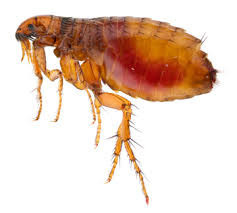 Foremost Pest Control Pic 3 - Fleas