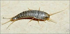 Foremost Pest Control Pic 4 - Silverfish