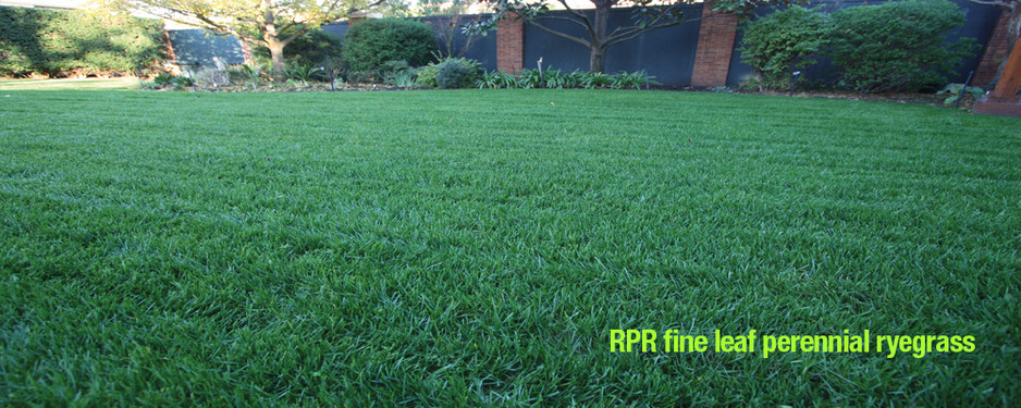 Reseedmylawn.com.au Pic 1 - lawn renovation to RPR fine leaf perennial ryegrass