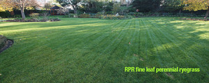 Reseedmylawn.com.au Pic 2 - lawn renovation to RPR fine leaf perennial ryegrass