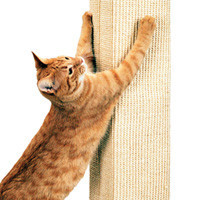 Online Pet Shops Pic 4 - SmartCat for the best in scratching posts