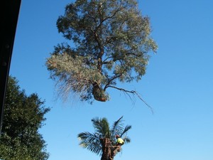 At Your Tree Service Pic 2