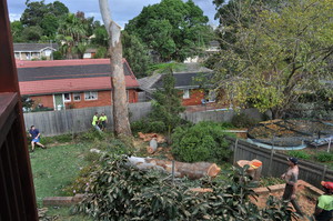 At Your Tree Service Pic 4