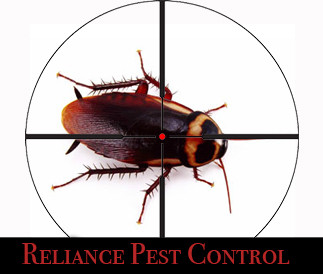 Reliance Pest Control Pic 1