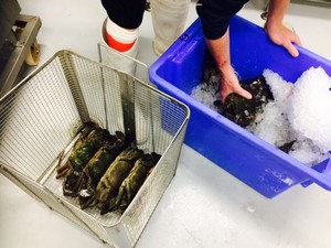 Debbie's Seafood Pic 2 - Getting ready to cook after humanely putting the crabs to sleep on ice