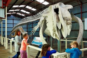 Albany's Historic Whaling Station Pic 2 - Amazing whale skeletons