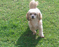 Flutterby Dog Walking and Pet Minding Pic 2 - Contact us today to make an enquiry