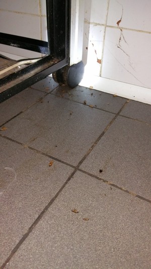 HGroup-Pest Control Pic 2 - German cockroaches are no match