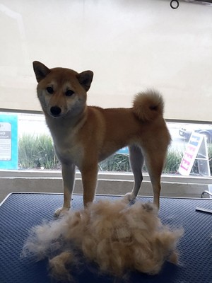 Wanda and Friends Dog Grooming Pic 2