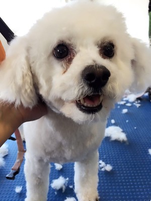 Wanda and Friends Dog Grooming Pic 5