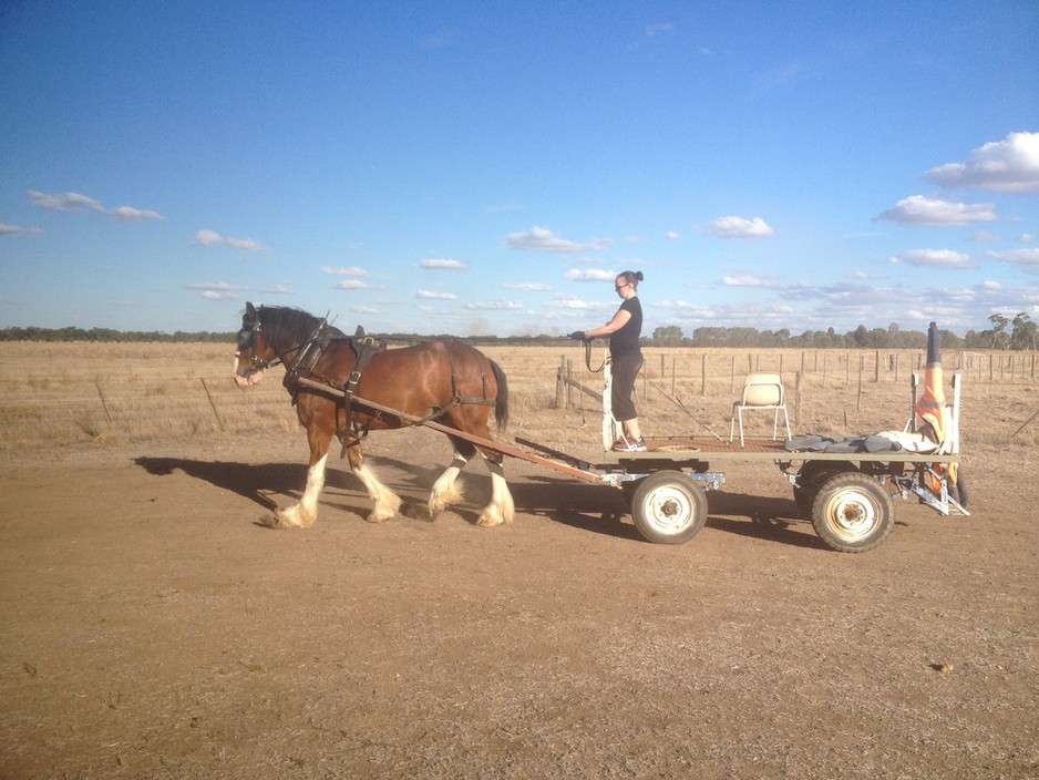 taylor'd equine and farm services Pic 2 - Breaking to Harness