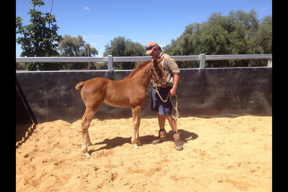 taylor'd equine and farm services Pic 1 - Foal handling