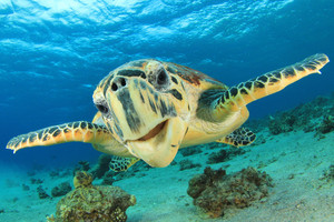 Underwater Camera Hire Pic 4 - Hey are you coming to the Great Barrier Reef