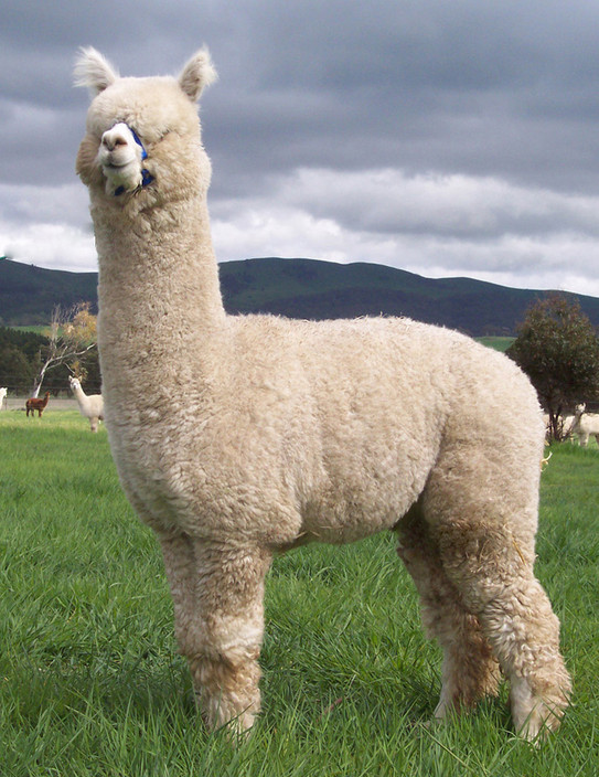 Alpha Centauri Alpacas in Bungendore, NSW, Animal Breeding - TrueLocal