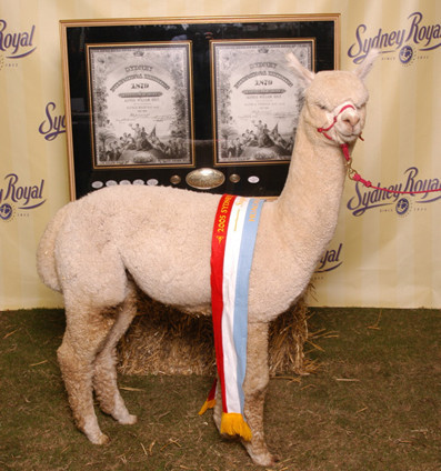 Patagonia Alpacas Pic 1 - Patagonia Celtic Triumph 2005 Sydney Royal Supreme Champion