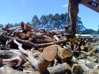 Pacific Vegetation pty ltd Pic 1 - Wood Chipping